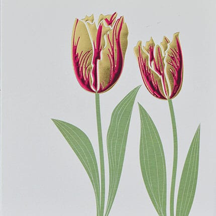 Card - Tulips Cards Other Occasions & Blank Wendy Jones Blackett